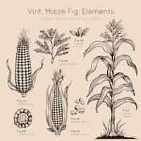 Бесплатное векторное изображение Рисованные элементы кукурузы vint