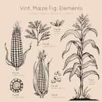 무료 벡터 빈트 옥수수 요소 손으로 그린