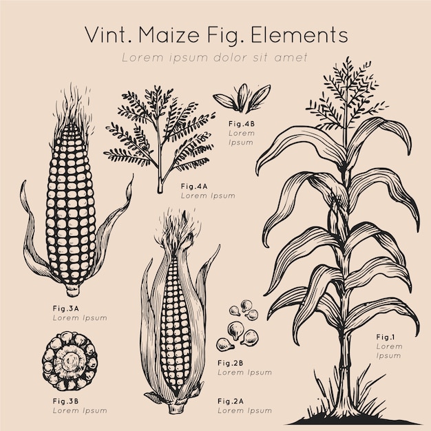 Vint maize elements hand drawn