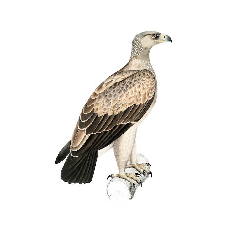 Free Vector vintage animal illustration