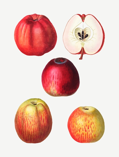 Vettore gratuito disegni di apple vintage