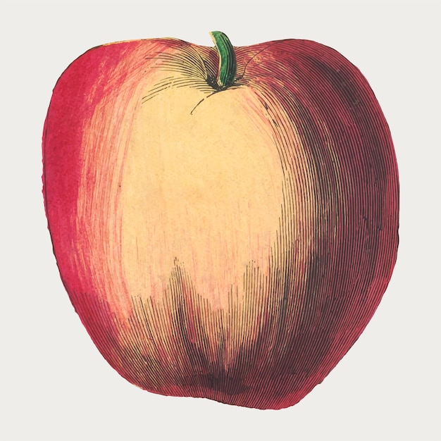 Vintage apple fruit woodcut print, remix from artworks by by Marcius Willson and N.A. Calkins