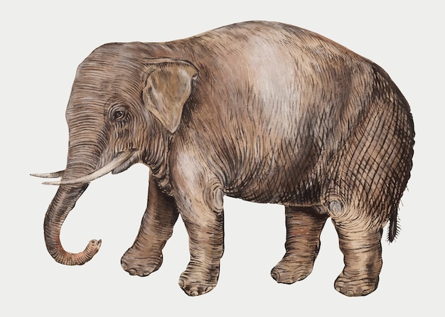Vettore gratuito illustrazione dell elefante asiatico dell annata nel vettore