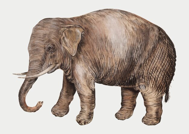 ベクトルでヴィンテージアジアゾウのイラスト