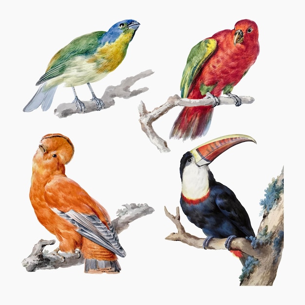 Vintage bird illustration vector set, remixed from artworks by Aert Schouman