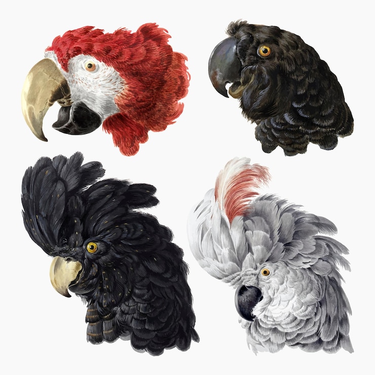 Free Vector vintage bird illustration vector set, remixed from artworks by aert schouman