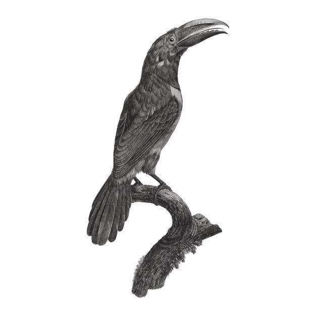 Иллюстрация винтажной птицы