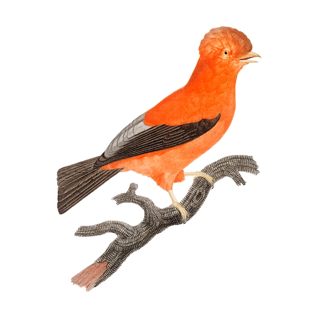 Бесплатное векторное изображение Иллюстрация винтажной птицы