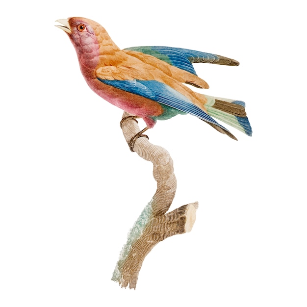 Бесплатное векторное изображение Иллюстрация винтажной птицы