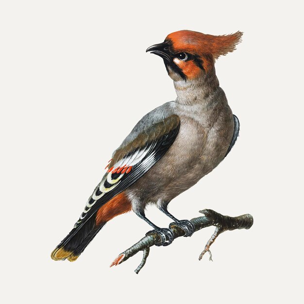 Винтажная наклейка с птицами, векторная иллюстрация животных, ремикс из произведений Джорджа Эдвардса