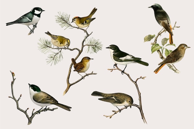 Бесплатное векторное изображение Винтажная птица вектор рисованной набор