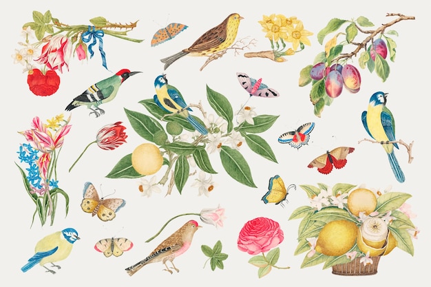 Vintage birds and blossoms illustration, remixed from the 18th-century artworks from the Smithsonian archive.