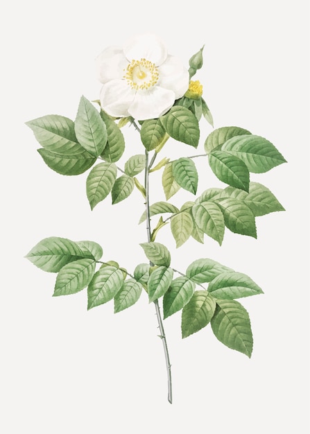 Бесплатное векторное изображение Урожай цветущих лешено роза вектор