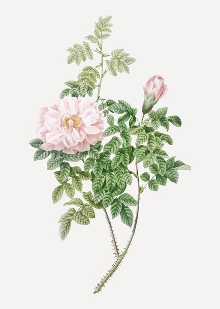 Vintage blooming ventenat's rose vector