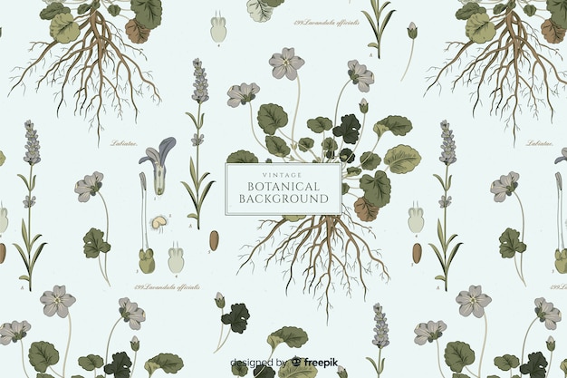 Vintage Botanical Background