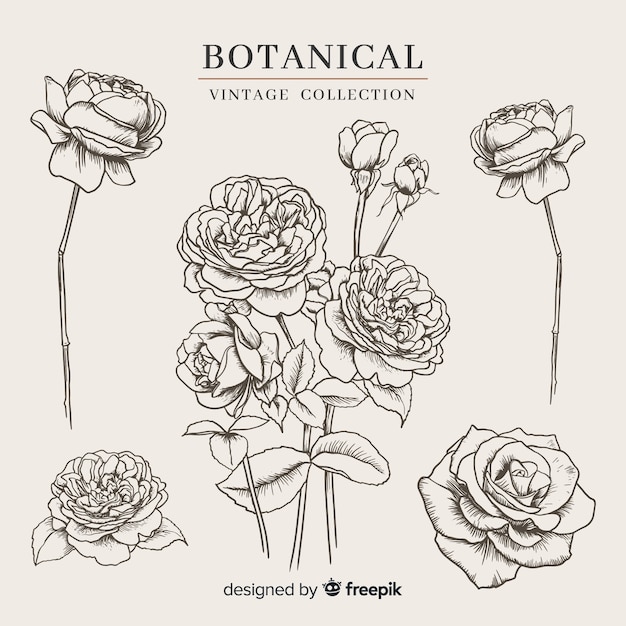 Vintage botanical flower collection