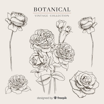 Vintage botanical flower collection