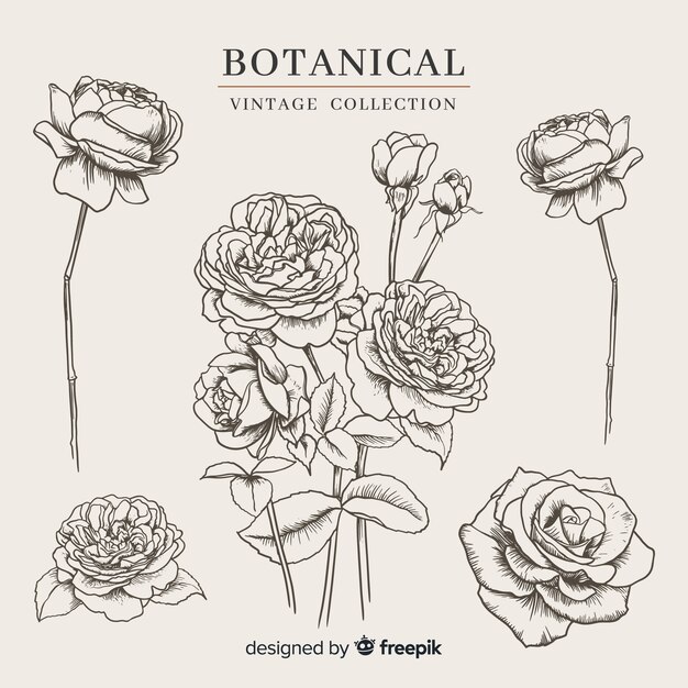 Vintage botanical flower collection