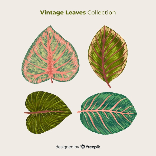 Free vector vintage botanical leaf collection