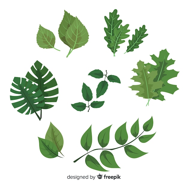 Vintage botanical leaf collection