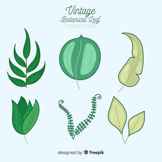 Vintage botanical leaf collection