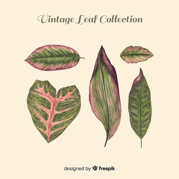 Vintage botanical leaves collection