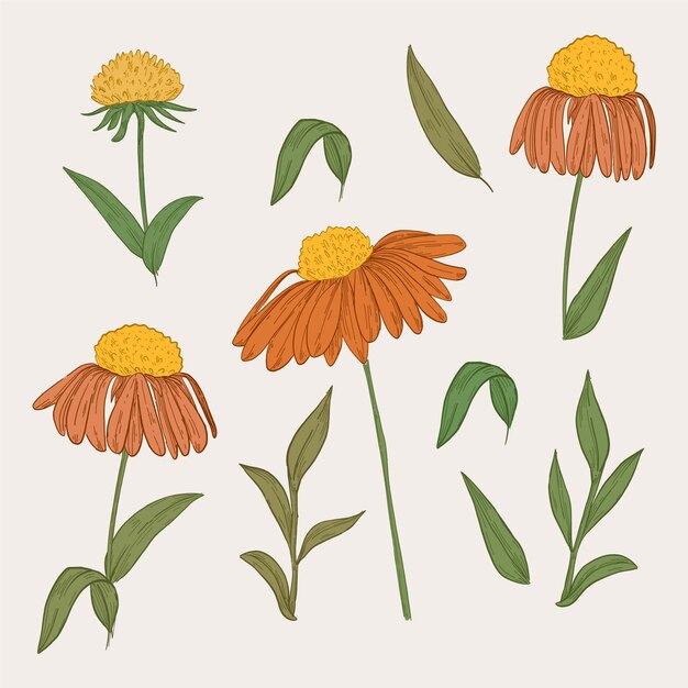 Vintage botany orange flower collection