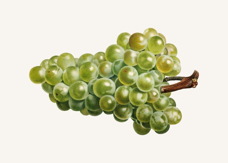 Free Vector vintage bunch of green grape illustration vector