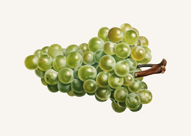 Винтаж гроздь зеленого винограда векторные иллюстрации