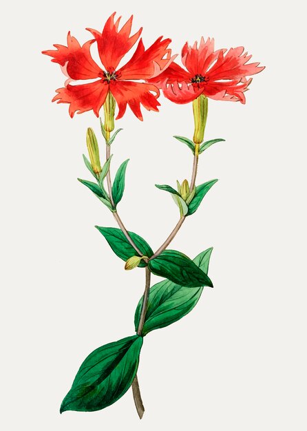 장식 빈티지 번지의 lychnis 꽃 지점