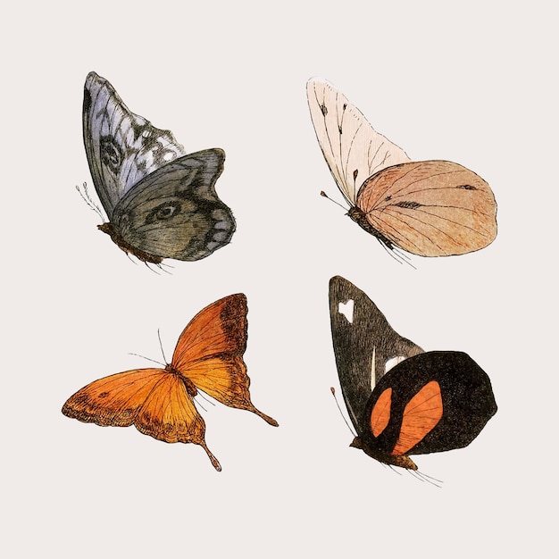 Набор иллюстраций старинных бабочек