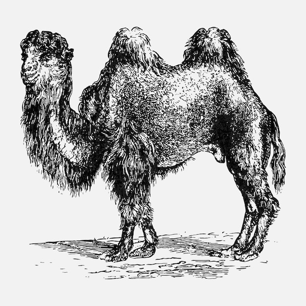 Винтажная иллюстрация верблюда