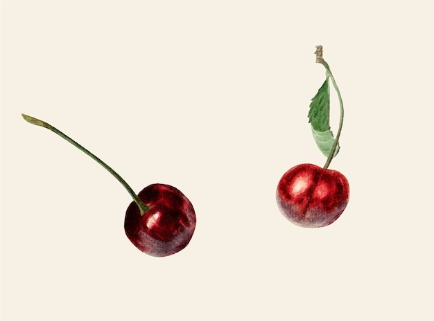 Free vector vintage cherries illustration
