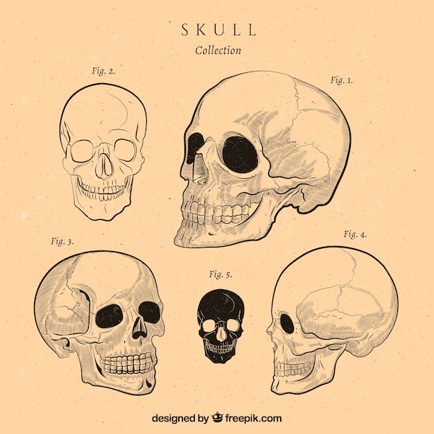 Free Vector vintage collection of skulls