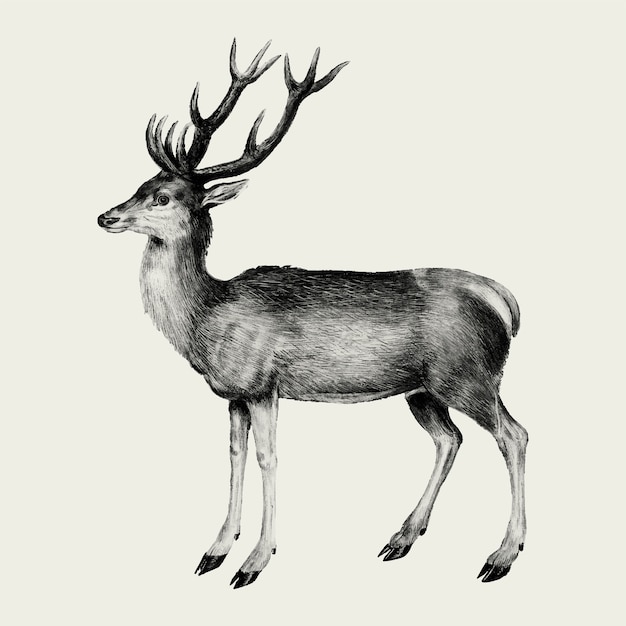 Vintage deer illustration in vector