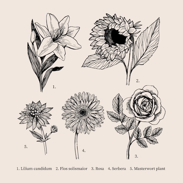 Disegno vintage con collezione di fiori botanica