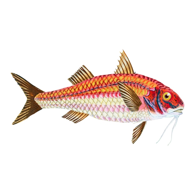 Vintage fish illustration