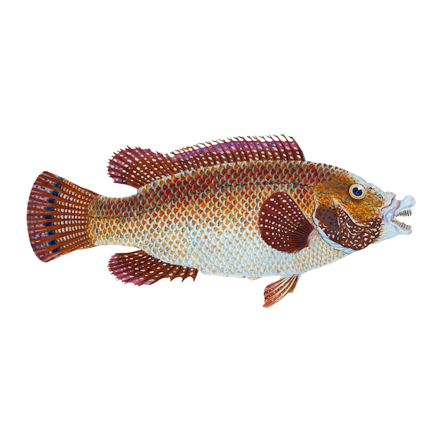 Vintage fish illustration