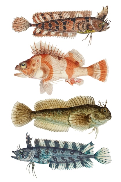 빈티지 물고기 벡터 해양 생물 컬렉션