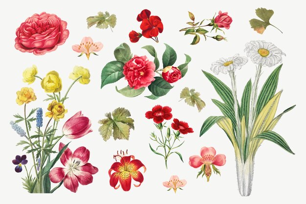 Винтажные цветочные ботанические иллюстрации Векторный набор