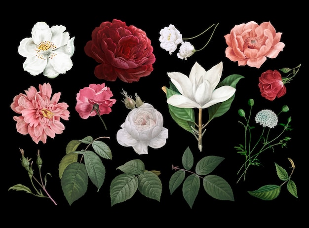 Vintage flower drawings