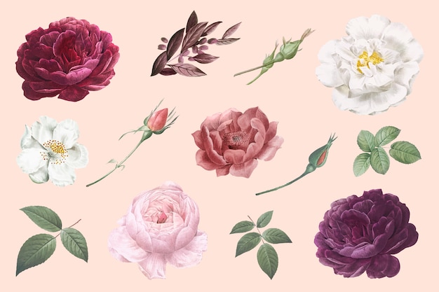 Vintage flower drawings