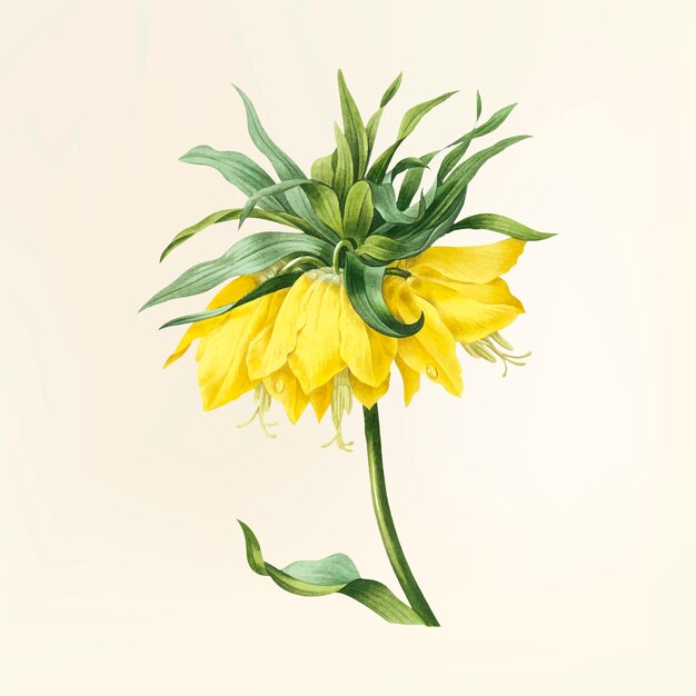 Vintage flower illustration