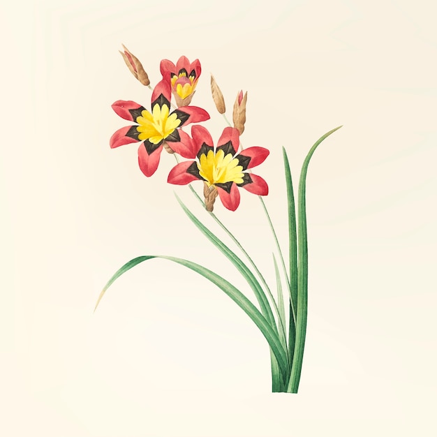 Free vector vintage flower illustration