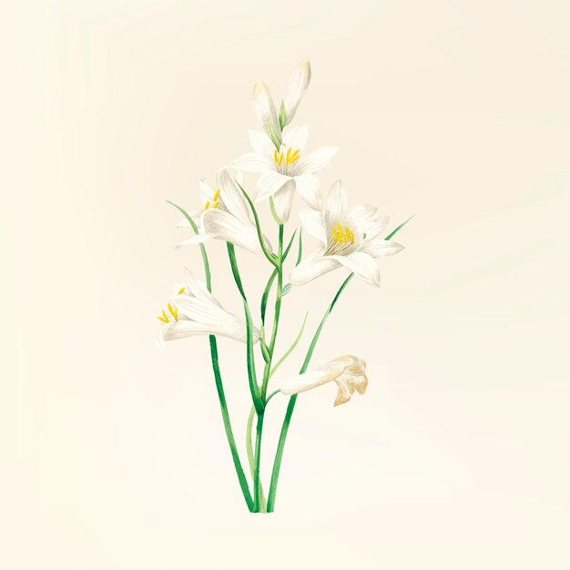 Vintage flower illustration