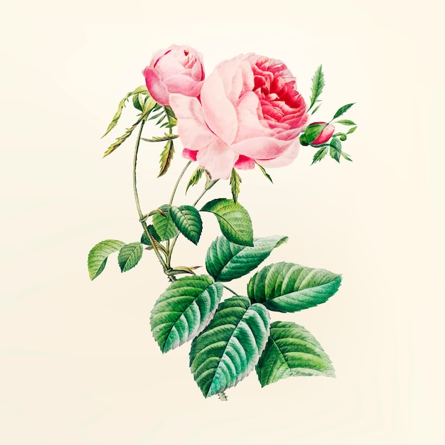 Vettore gratuito illustrazione di fiori d'epoca