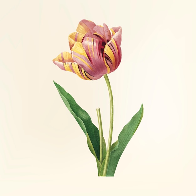 Vintage flower illustration