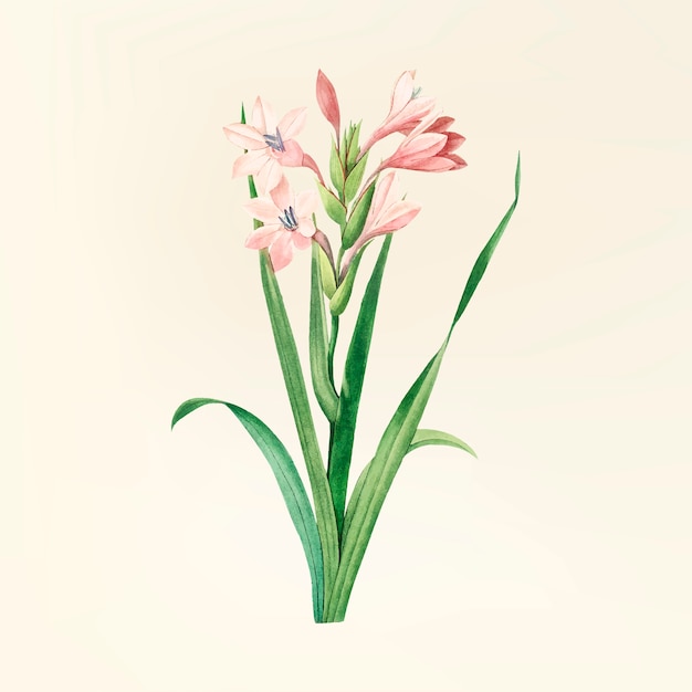 Free vector vintage flower illustration