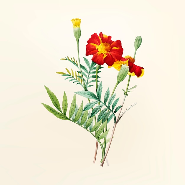 Free vector vintage flower illustration