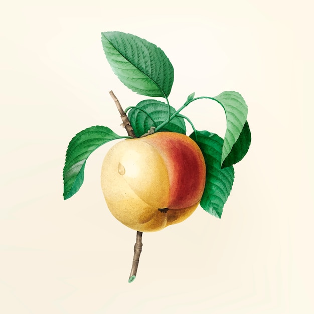 Illustrazione di fiori d'epoca